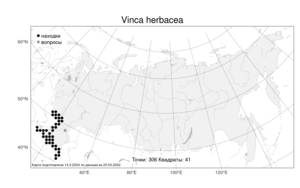 Vinca herbacea, Барвинок травянистый Waldst. & Kit., Атлас флоры России (FLORUS) (Россия)