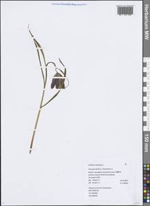 Рябчик шахматный L., Восточная Европа, Центральный район (E4) (Россия)