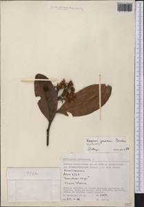 Vantanea paraensis Ducke, Америка (AMER) (Перу)