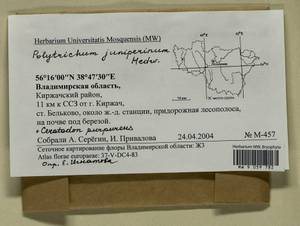 Polytrichum juniperinum Hedw., Гербарий мохообразных, Мхи - Центральное Нечерноземье (B6) (Россия)