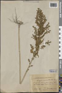 Безвкусница ширицевидная L., Сибирь, Западная Сибирь (S1) (Россия)