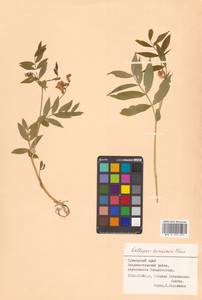 Чина Комарова Ohwi, Сибирь, Дальний Восток (S6) (Россия)