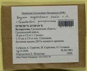Bryum argenteum Hedw., Гербарий мохообразных, Мхи - Белоруссия (B2) (Белоруссия)