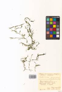 Болотник обоеполый L., Сибирь, Чукотка и Камчатка (S7) (Россия)