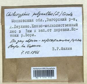 Chiloscyphus polyanthos (L.) Corda, Гербарий мохообразных, Мхи - Москва и Московская область (B6a) (Россия)