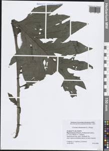 Бодяк огородный (L.) Scop., Восточная Европа, Центральный лесостепной район (E6) (Россия)