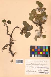 Salix nakamurana subsp. kurilensis (Koidz.) H. Ohashi, Сибирь, Чукотка и Камчатка (S7) (Россия)