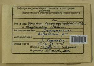 Plagiomnium elatum (Bruch & Schimp.) T.J. Kop., Гербарий мохообразных, Мхи - Центральное Черноземье (B10) (Россия)