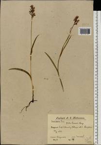 Dactylorhiza majalis subsp. lapponica (Laest. ex Hartm.) H.Sund., Восточная Европа, Центральный лесной район (E5) (Россия)