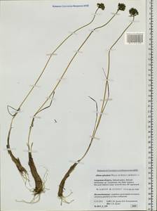 Лук блестящий Willd. ex Schult. & Schult.f., Сибирь, Дальний Восток (S6) (Россия)