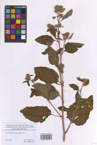 Лопух малый (Hill) Bernh., Восточная Европа, Московская область и Москва (E4a) (Россия)