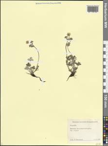 Лапчатка, Кавказ, Дагестан (K2) (Россия)