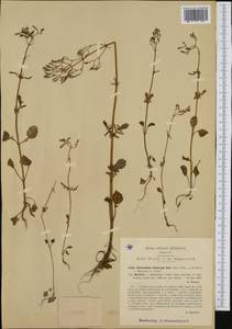 Centranthus angustifolius (Mill.) DC., Западная Европа (EUR) (Италия)
