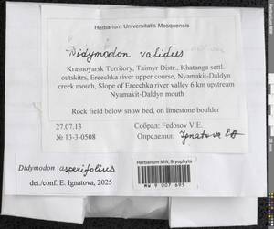 Husnotiella asperifolia (Mitt.) J.A. Jiménez & M.J. Cano, Гербарий мохообразных, Мхи - Красноярский край, Тыва и Хакасия (B17) (Россия)