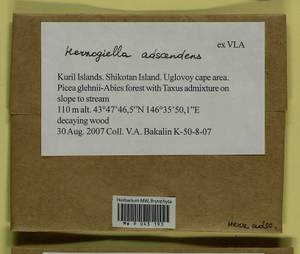 Aquilonium adscendens (Lindb.) Hedenäs, Schlesak & D. Quandt, Гербарий мохообразных, Мхи - Дальний Восток (без Чукотки и Камчатки) (B20) (Россия)