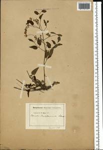 Ломонос чинолистный Besser ex Rchb., Восточная Европа (без точных пунктов) (E0) (Неизвестно)