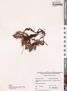 Камнеломка омолонская A.P.Khokhr., Сибирь, Чукотка и Камчатка (S7) (Россия)