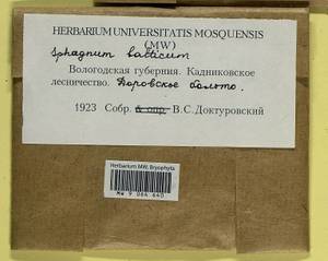 Sphagnum balticum (Russow) C.E.O. Jensen, Гербарий мохообразных, Мхи - Архангельская и Вологодская области, Коми, Ненецкий АО (B7) (Россия)