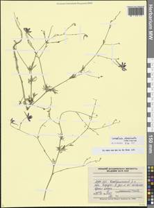 Delphinium consolida subsp. divaricatum (Ledeb.) A.Nyár., Кавказ, Азербайджан (K6) (Азербайджан)