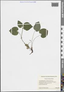 Фиалка Ривиниуса Rchb., Восточная Европа, Западный район (E3) (Россия)