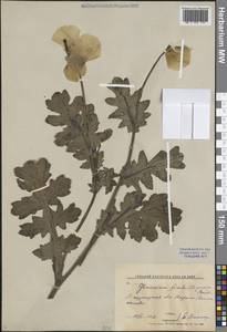 Мачок бахромчатый Boiss., Средняя Азия и Казахстан, Западный Тянь-Шань и Каратау (M3) (Узбекистан)