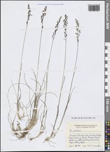 Мятлик болотный L., Сибирь, Центральная Сибирь (S3) (Россия)