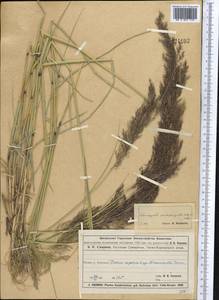 Вейник ложнотростниковидный (Haller f.) Koeler, Средняя Азия и Казахстан, Муюнкумы, Прибалхашье и Бетпак-Дала (M9) (Казахстан)