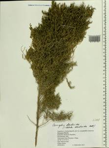 Caroxylon dendroides (Pall.) Tzvelev, Восточная Европа, Нижневолжский район (E9) (Россия)