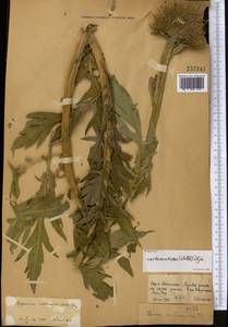 Rhaponticum carthamoides subsp. carthamoides, Средняя Азия и Казахстан, Джунгарский Алатау и Тарбагатай (M5) (Казахстан)