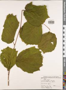 Орешник обыкновенный, Лещина обыкновенная L., Восточная Европа, Центральный район (E4) (Россия)