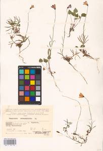 Колокольчик круглолистный L., Восточная Европа, Северный район (E1) (Россия)