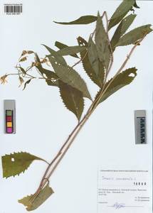 Senecio nemorensis subsp. nemorensis, Сибирь, Алтай и Саяны (S2) (Россия)