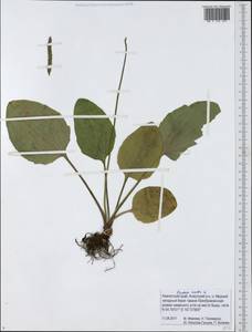 Подорожник большой L., Сибирь, Чукотка и Камчатка (S7) (Россия)