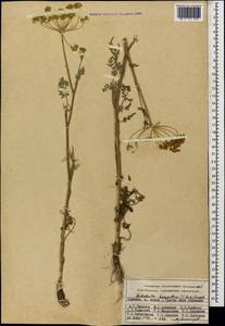 Leiotulus dasyanthus (K. Koch) Pimenov & Ostr., Кавказ, Армения (K5) (Армения)
