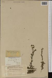 Platycapnos spicata (L.) Bernh., Западная Европа (EUR) (Франция)