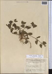 Лебеда лежачая, Лебеда простертая DC., Средняя Азия и Казахстан, Прикаспийский Устюрт и Северное Приаралье (M8) (Казахстан)