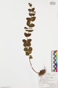 Очитник большой (L.) Holub, Восточная Европа, Центральный район (E4) (Россия)