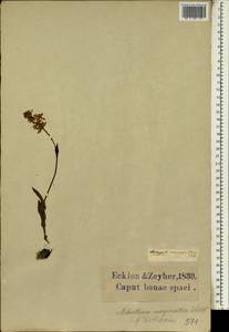 Wurmbea marginata (Desr.) B.Nord., Африка (AFR) (ЮАР)