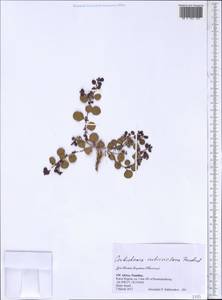 Corbichonia rubriviolacea (Friedrich) C. Jeffrey, Африка (AFR) (Намибия)