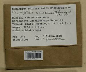 Brachythecium cirrosum (Schwägr.) Schimp., Гербарий мохообразных, Мхи - Северный Кавказ и Предкавказье (B12) (Россия)