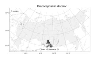 Dracocephalum discolor, Змееголовник разноцветный Bunge, Атлас флоры России (FLORUS) (Россия)