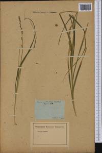 Carex vulpinoidea Michx., Америка (AMER) (Россия)