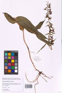 Дремлик широколистный, Дремлик чемерицевый (L.) Crantz, Восточная Европа, Северо-Западный район (E2) (Россия)