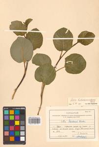 Salix nakamurana subsp. kurilensis (Koidz.) H. Ohashi, Сибирь, Дальний Восток (S6) (Россия)