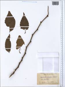 Zelkova serrata (Thunb.) Makino, Зарубежная Азия (ASIA) (Япония)