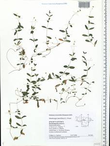 Мерингия бокоцветковая (L.) Fenzl, Восточная Европа, Центральный район (E4) (Россия)