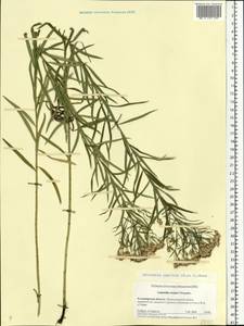 Galatella sedifolia subsp. sedifolia, Восточная Европа, Центральный район (E4) (Россия)