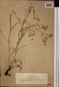 Володушка многожилковая DC., Сибирь, Западный (Казахстанский) Алтай (S2a) (Казахстан)