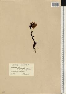 Подъельник обыкновенный Crantz, Восточная Европа, Московская область и Москва (E4a) (Россия)