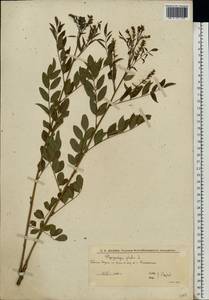 Солодка голая L., Восточная Европа, Нижневолжский район (E9) (Россия)